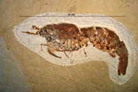 Bylgia spinosa